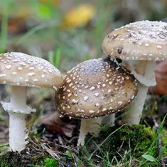 Czubajka cuchnąca - właściwości i zastosowanie