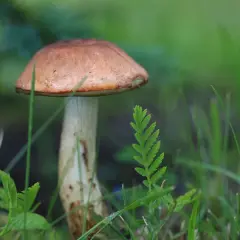 Borowik przyczepkowy - poznaj sekrety rzadkiego skarbu polskich lasów