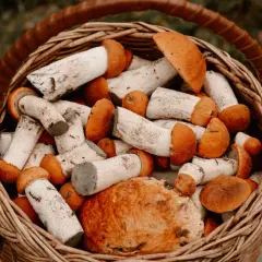 Unikaj tego błędu przy gotowaniu grzybów! Ile czasu potrzebują?