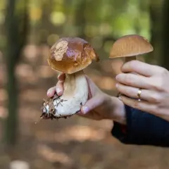 Kalendarz grzybiarza: terminy zbiorów popularnych grzybów w lesie