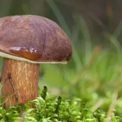Jak rozpoznać duży podgrzybek - szczegółowy opis wyglądu i wymiarów grzyba