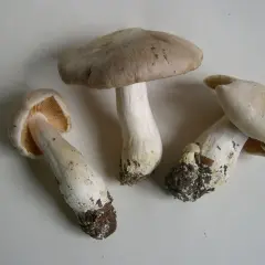 Gęśnica wiosenna: co to za gatunek?