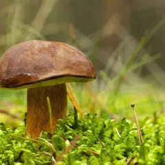 Gdzie na grzyby w okolicach Lublina - najlepsze miejsca