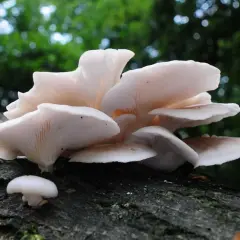 Boczniak łyżkowaty - smaczne grzyby miejskie