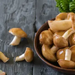 Jak suszyć maslaki, gąski i zajączki - porady