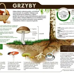 Grzyb siatka - Nóżka grzyba - Właściwości i rodzaje