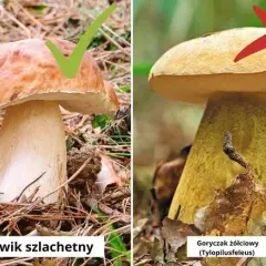 Jak rozpoznać grzyby z lepkim kapeluszem i nie pomylić z trującymi