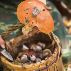 Stojaki grzyb i stojak do przechowywania fungi