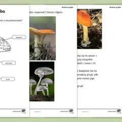 Poznaj budowę grzyba dla dzieci: przystępny atlas z kolorowymi ilustracjami
