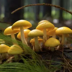 Borowik jasny - Charakterystyka, Cechy, Porady