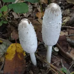 Coprinus - poznaj właściwości zdrowotne i kulinarne czernidłaka kołpakowatego