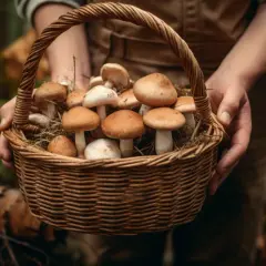 Borowik brązowy - Najlepsze sposoby na znalezienie tego grzyba