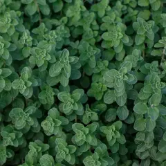 Świeże oregano do czego pasuje – odkryj jego niezwykłe zastosowania w kuchni