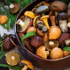 Jak gotować grzyby? Oto 5 trików na idealne danie pełne aromatu