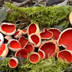 Czarka szkarłatna: informacje, przepis, jadalność