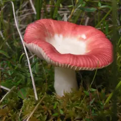 Gołąbek wymiotny - Cechy, właściwości, zastosowanie