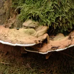 Ganoderma - niezwykłe właściwości lecznicze grzyba nieśmiertelności