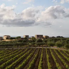 Gdzie kupić wino Marsala? Sprawdź najlepsze opcje i ceny