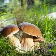 Najlepsze miejsca na grzyby mazury - kompletny atlas grzybiarza w regionie