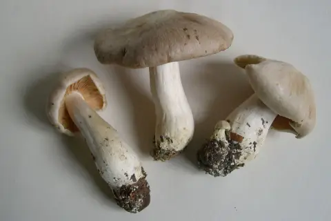 Gęśnica wiosenna: co to za gatunek?