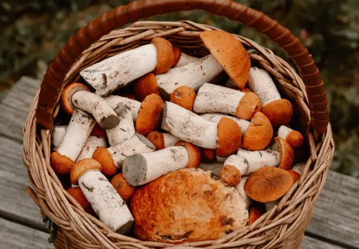 Unikaj tego błędu przy gotowaniu grzybów! Ile czasu potrzebują?