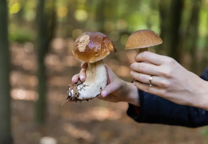 Kalendarz grzybiarza: terminy zbiorów popularnych grzybów w lesie