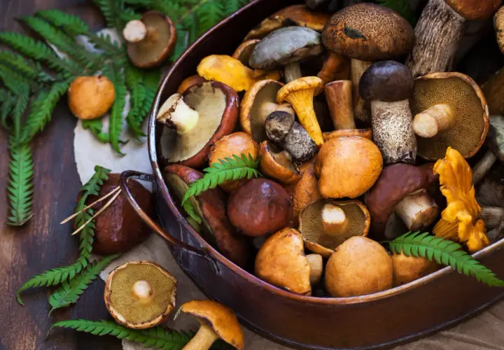 Jak gotować grzyby? Oto 5 trików na idealne danie pełne aromatu