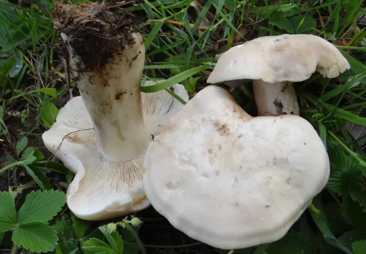 Gęśnica wiosenna - jak rozpoznać ten smaczny grzyb i uniknąć pomyłki