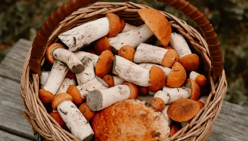 Unikaj tego błędu przy gotowaniu grzybów! Ile czasu potrzebują?