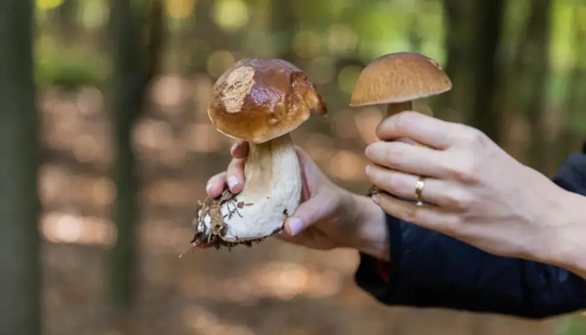 Kalendarz grzybiarza: terminy zbiorów popularnych grzybów w lesie