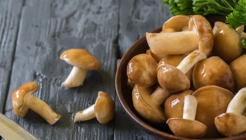 Jak suszyć maslaki, gąski i zajączki - porady