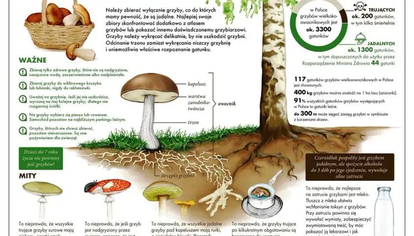 Grzyb siatka - Nóżka grzyba - Właściwości i rodzaje