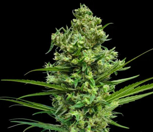 Droga Amnesia Haze do szczytu światowej popularności – jak to się zaczęło?