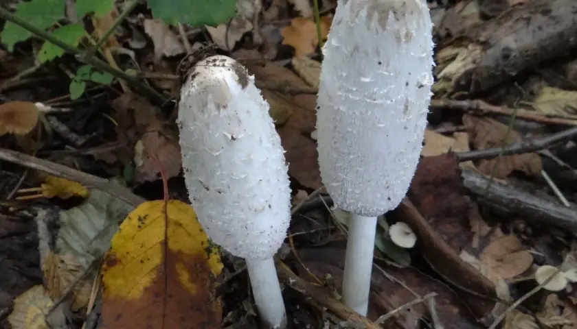 Coprinus - poznaj właściwości zdrowotne i kulinarne czernidłaka kołpakowatego
