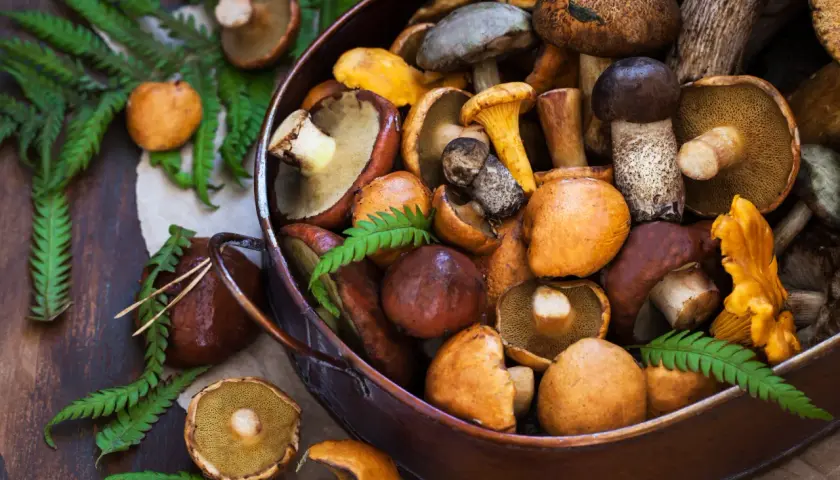 Jak gotować grzyby? Oto 5 trików na idealne danie pełne aromatu