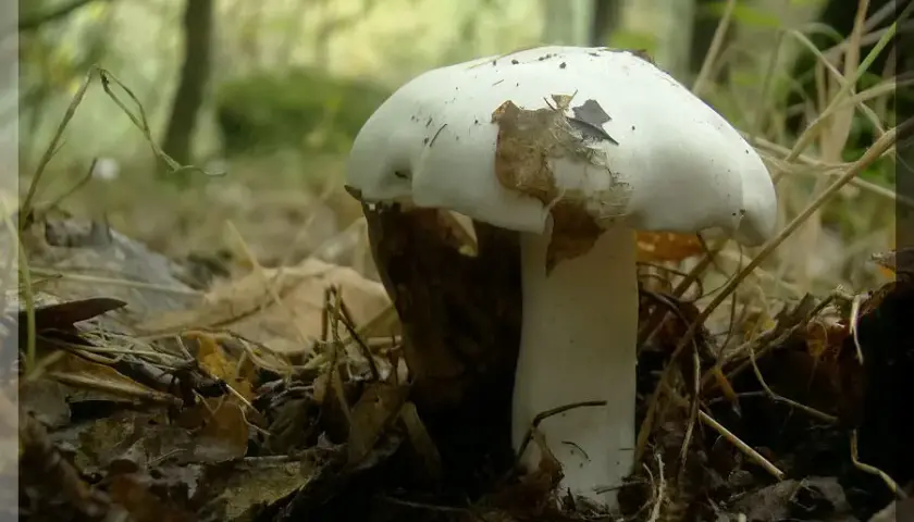 Jak rozpoznać gąskę gołębią? Wszystko o grzybie i jego występowaniu