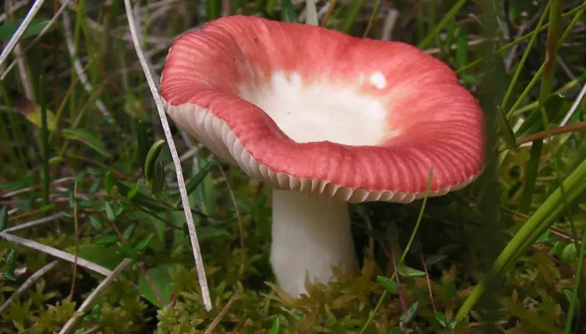 Gołąbek wymiotny - Cechy, właściwości, zastosowanie