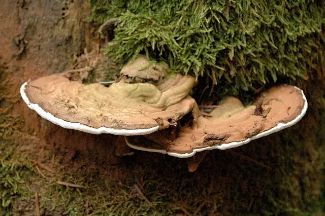 Ganoderma - niezwykłe właściwości lecznicze grzyba nieśmiertelności