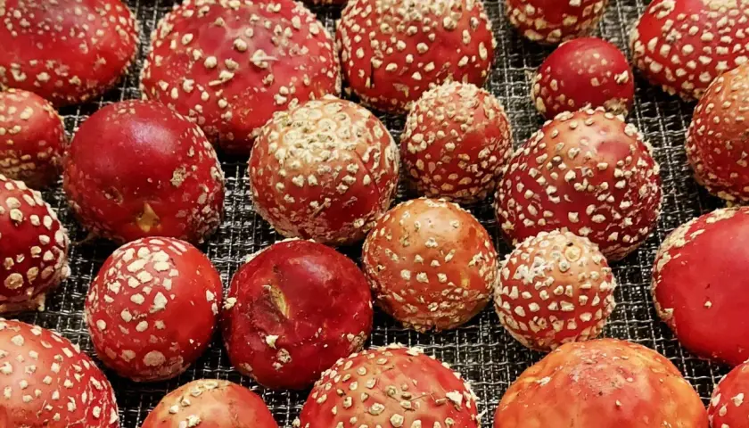 Jak rozpoznać kapelusz muchomora czerwonego - wszystko o wyglądzie grzyba