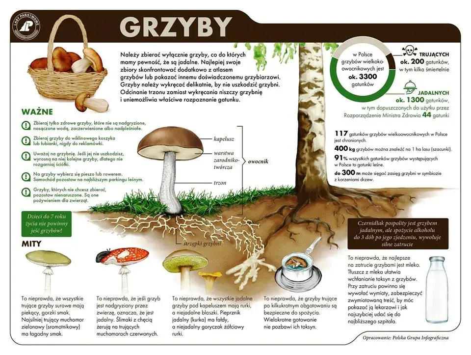 Grzyb siatka - Nóżka grzyba - Właściwości i rodzaje