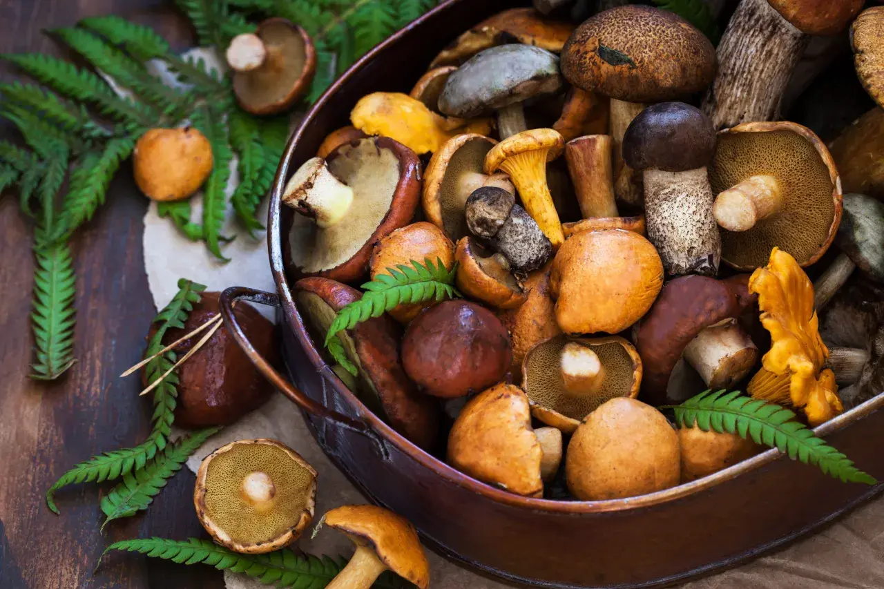 Jak gotować grzyby? Oto 5 trików na idealne danie pełne aromatu